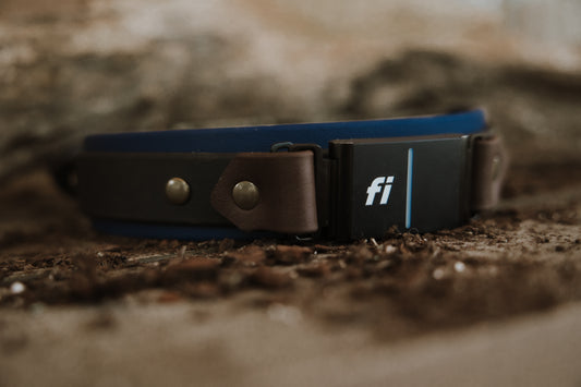 Trailhead Layered Fi-Compatible Collar - Series 3/3+