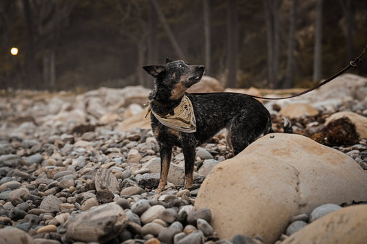 Trailblazer in Training Bandana - Dune