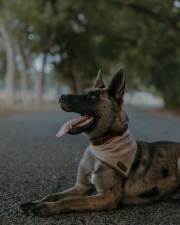 A German Shepherd dog lying on a gravel path outdoors, wearing a beige bandana and a dark collar, with trees blurred in the background.
