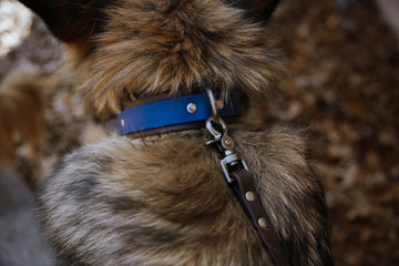 Outrider Collar