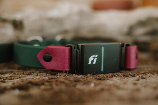 Trailhead 1" two tone  Fi-Compatible Collar - Series 3/3+