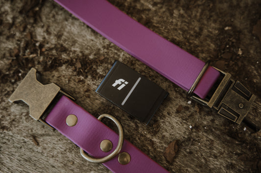 Press release buckle collar 1" Fi-Compatible Collar - Series 3/3+