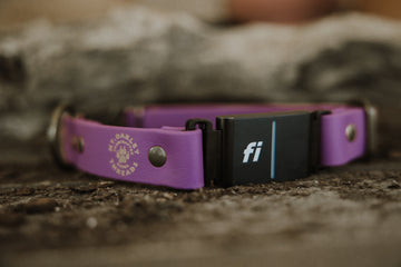 Press release buckle collar 1" Fi-Compatible Collar - Series 3/3+