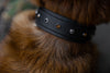 Midnight Howler Trailhead Collar