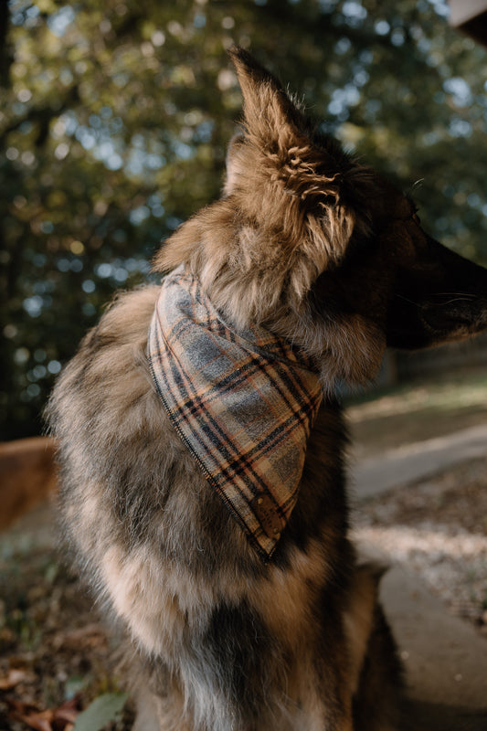 Wylder Bandana