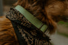 Monstera Crest press release buckle collar