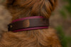 Monstera Layered Trailhead collar
