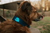 Monstera Trailhead Collar