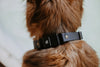 Press release buckle collar 1" Fi-Compatible Collar - Series 3/3+