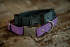 Crest press release buckle collar