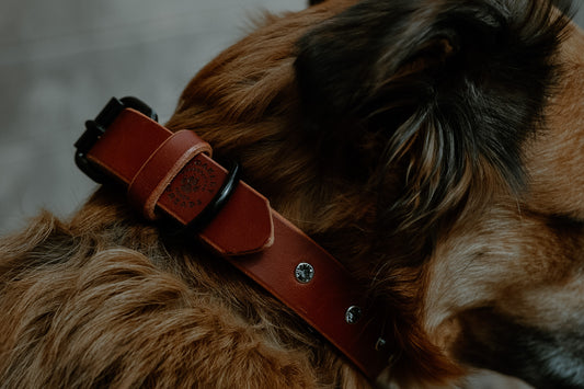 Leather Oakley Collar - Jeweled