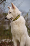 Monstera Trailhead 1.5" Collar with top layer