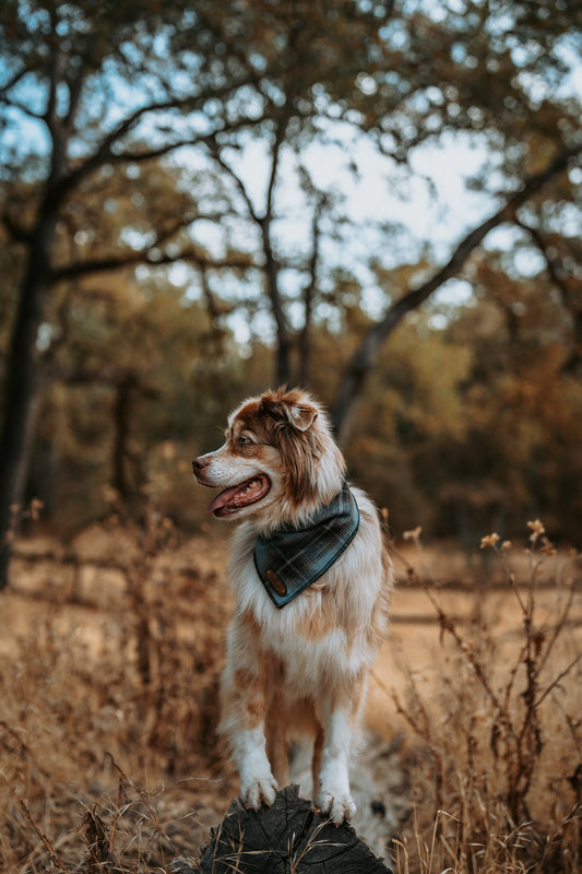 Lodge Bandana