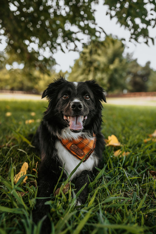 Howler Bandana