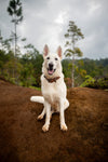 Oakley Collar