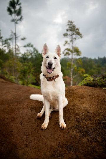 Oakley Collar