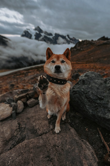 Midnight Howler Trailhead Collar
