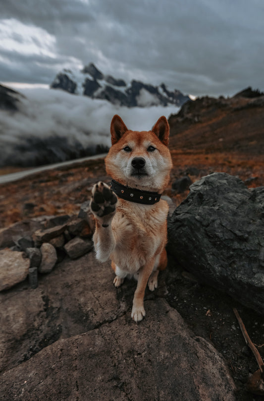 Midnight Howler Trailhead Collar
