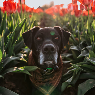 A dog wearing a brown wilderness bandana with a screenprint design, positioned in a field of red tulips.