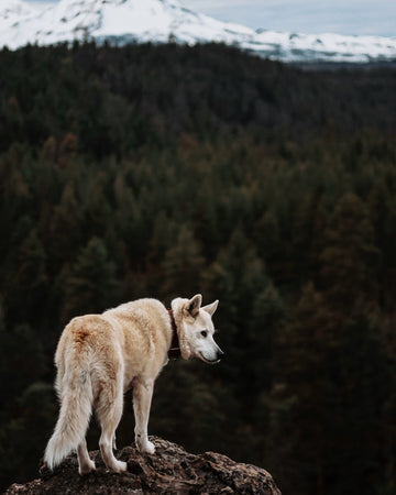 Dog standing on a rock with a forest and mountain in the background