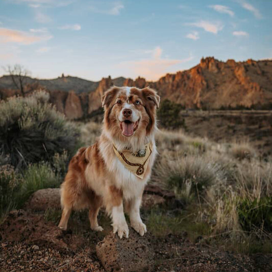 Trailblazer in Training Bandana - Dune